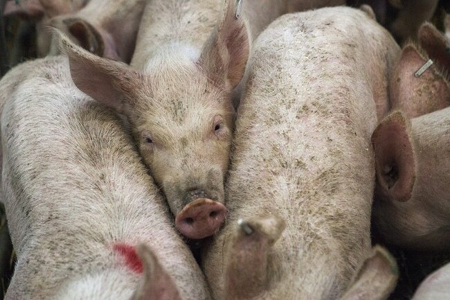 ASF in Cebu: Is it safe to eat pork here? Yes, officials say