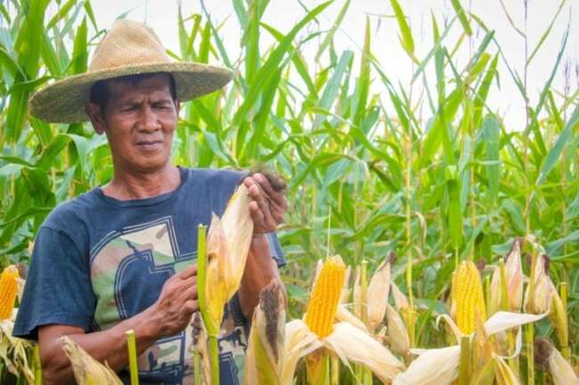 PH needs more corn imports; demand up for animal feed