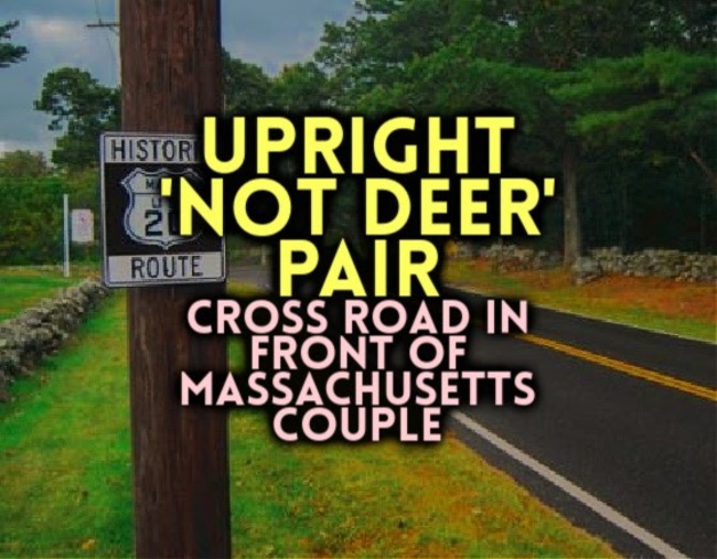 UPRIGHT 'NOT DEER' PAIR Cross Road in Front of Massachusetts Couple