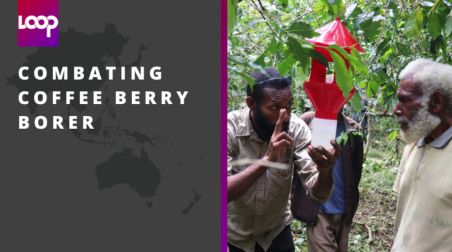 Combating coffee berry borer