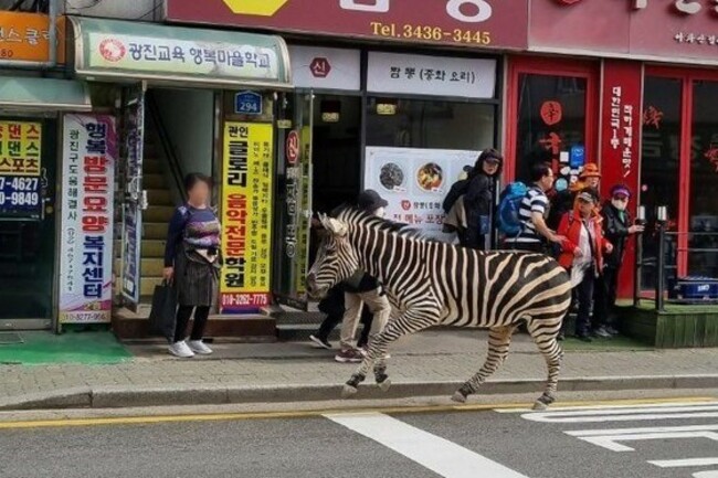 Sero the zebra back in zoo after roaming Seoul streets for 3 hours