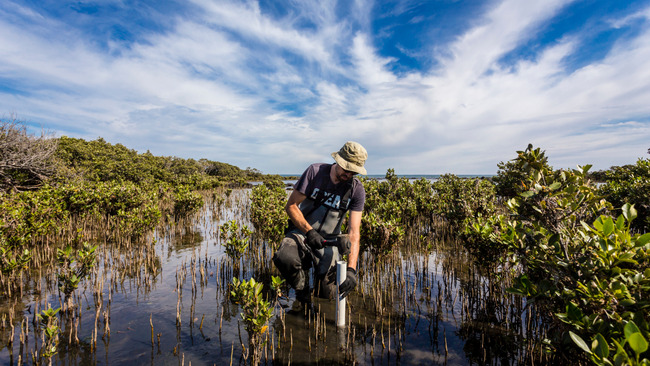Why is it important to conserve mangroves and what happens if we lose these?