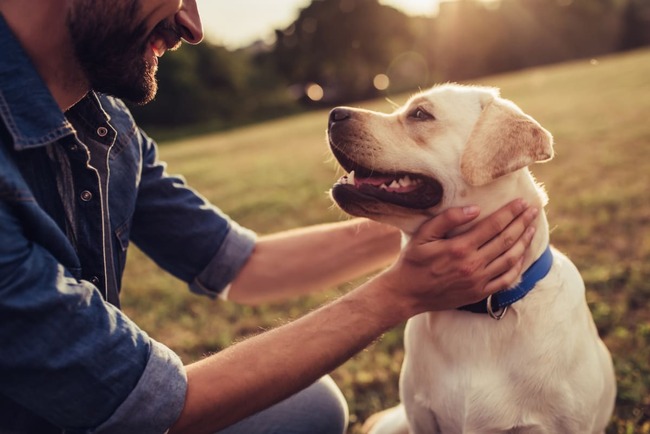 Free pet microchips