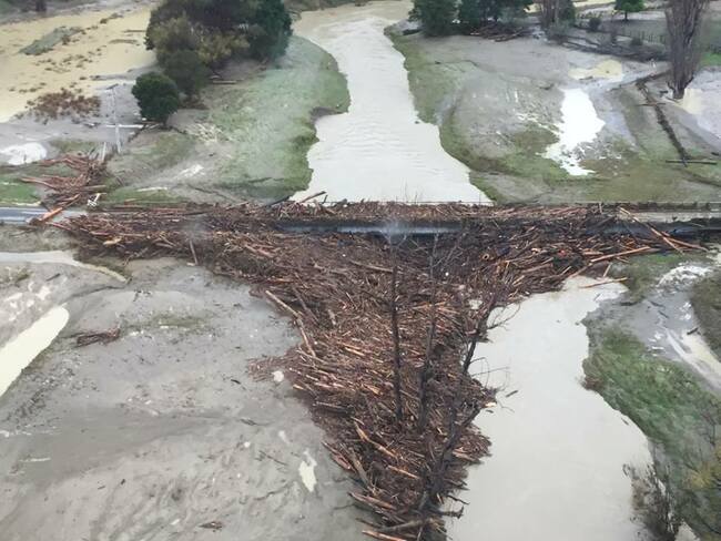 Greenwashing and the Forestry Industry in NZ