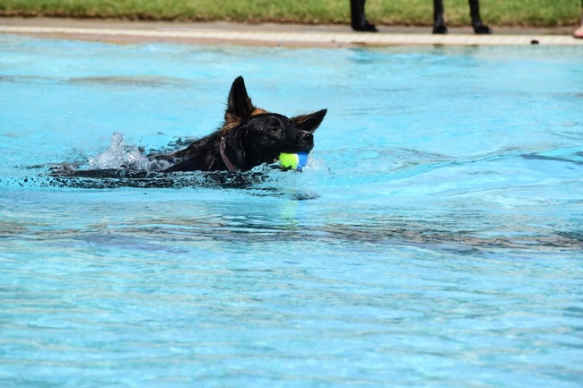 Dogs go off deep end