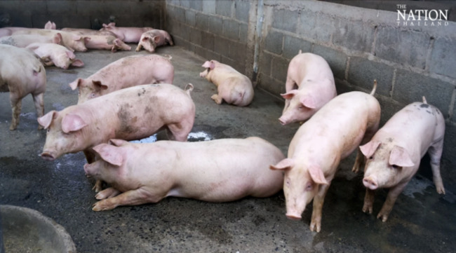 Pork producer group in PH warns of culling's impact on hog industry