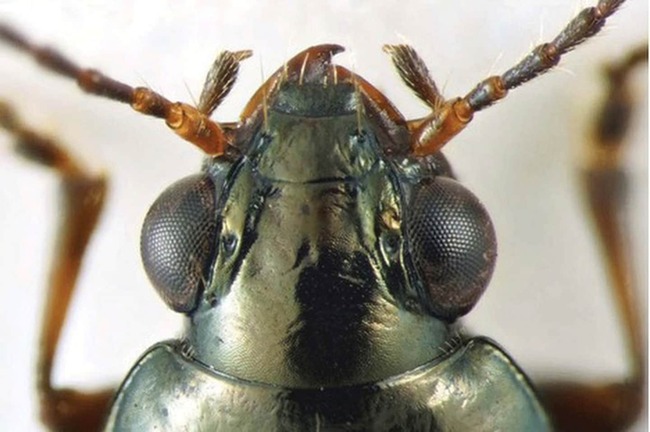 Rare beetle species named after former California Gov. Jerry Brown