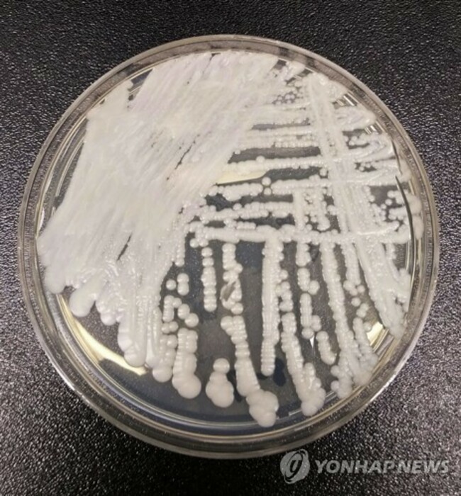 Superbug Fungus Nevada