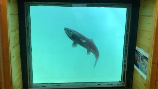Yukon River chinook, chum salmon runs expected to be small again this year