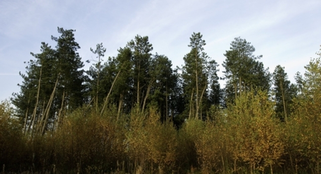 Conservation within plantation forests