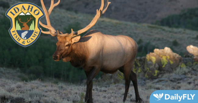 State of Deer and Elk: 2023-24 Big Game Seasons and Rules Now Available