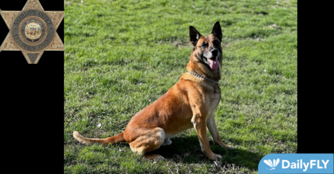 K9 Ikar transitions to a new service in narcotic detection while also joining a loving enviroment with his new family
