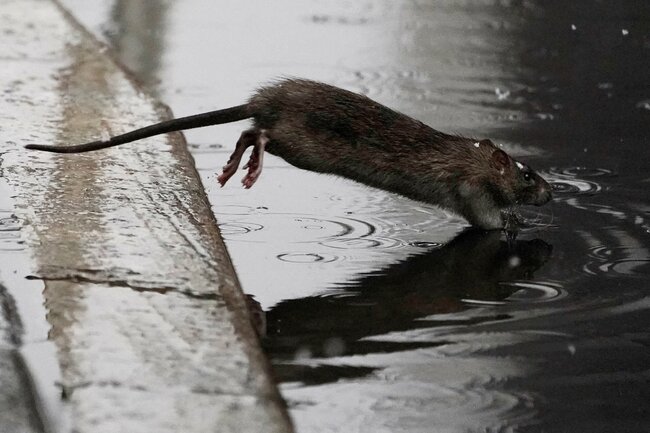 Rodents beware: New York City hires first ‘rat czar'
