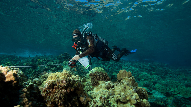 Pandemic drop in visitors to Molokini increased reef fish