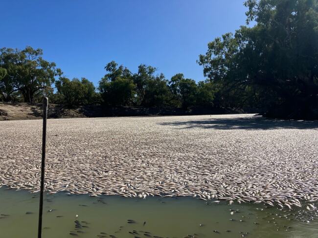 Blackwater theory linked to fish kill