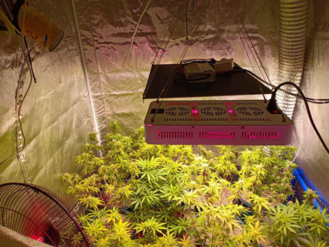 P3.9M ‘kush' intercepted at Clark port, suspect arrested in Manila