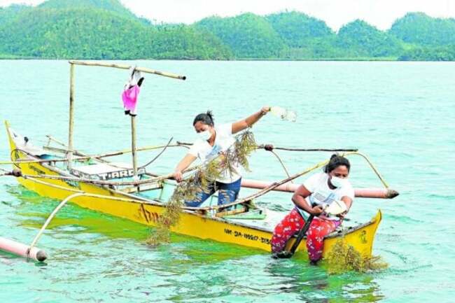 Siargao fishers rediscover economic boon in seaweeds