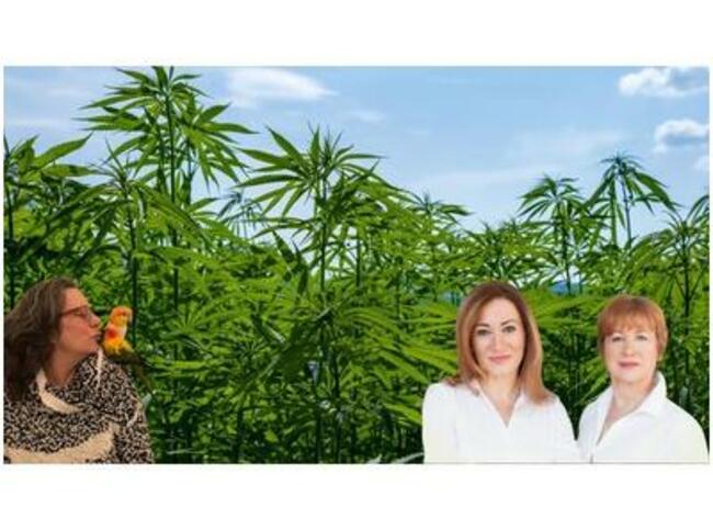 Maximizing Brain Health With CBD