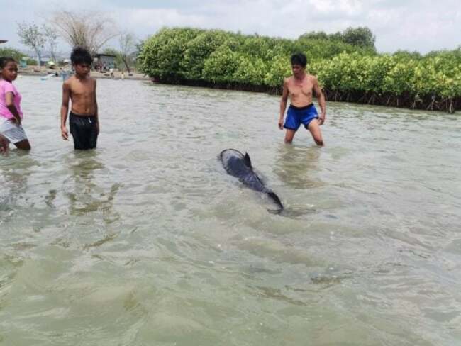 Dwarf sperm whale found dead, another rescued in La Union