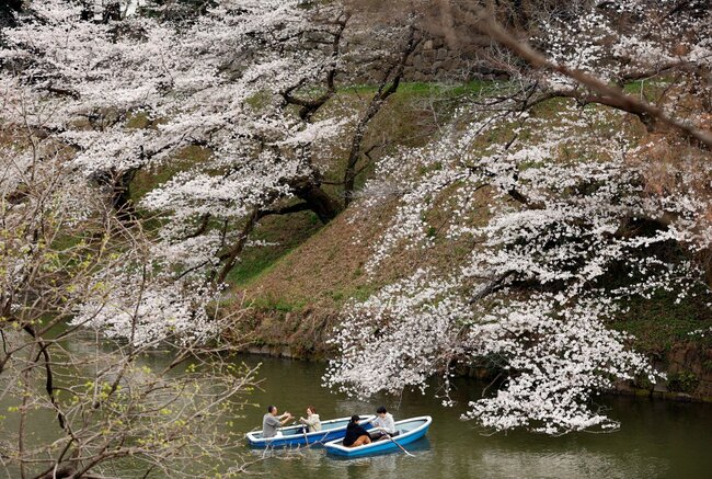 Japan's March visitors at post-COVID high, lured by cherry blossoms