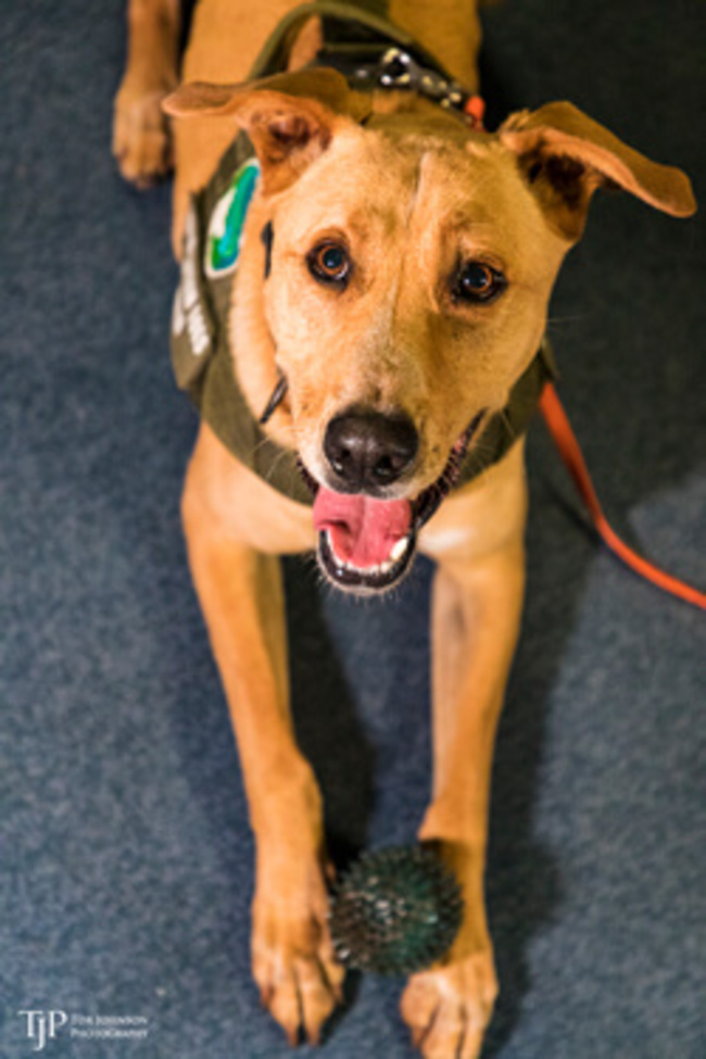 Dogs trained to keep out invasive species get tested on UH ship