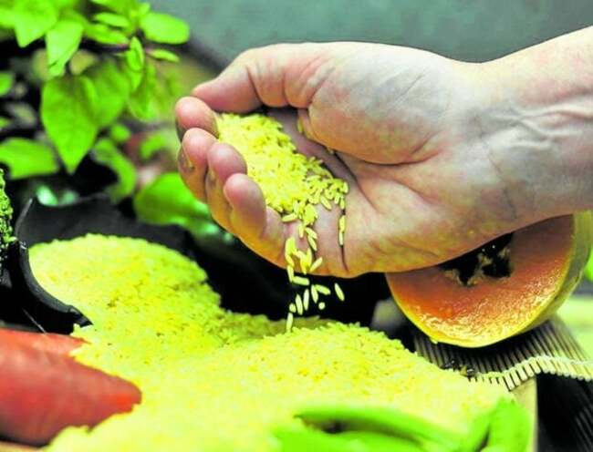 Agri dep't urged to take cue from SC ruling on genetically modified crops