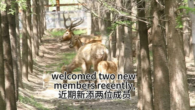 2 newborns at Shanghai's first elk habitat