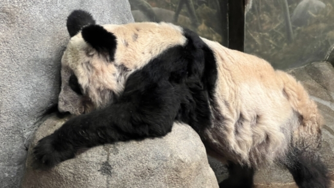 Giant panda Ya Ya to return to China after 2 decades in US
