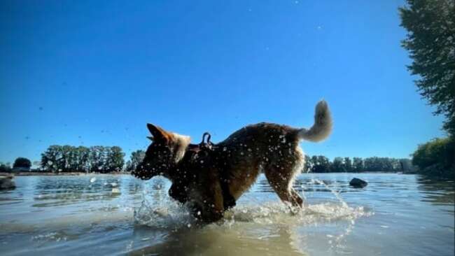 How to keep pets safe during the dog days of summer