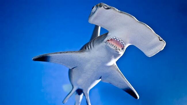 巨型雙髻鯊倒沙灘亡！專家屍檢見「腹中40隻」揭心碎真相