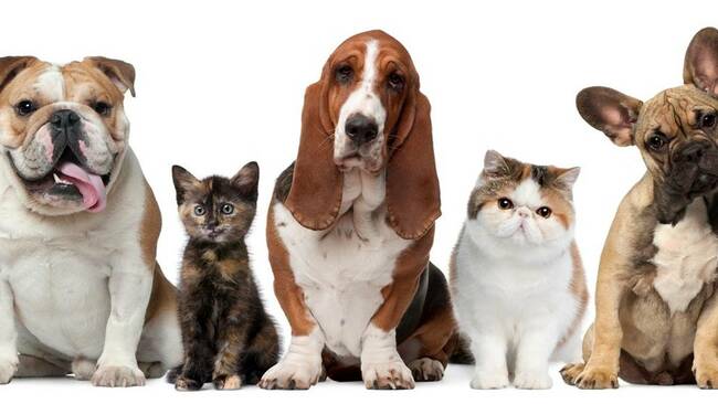 Vote for Whanganui Pet of the Year 2023