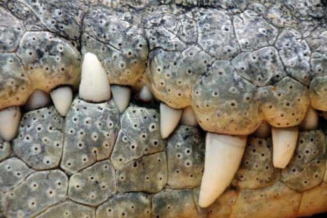 Crocodile found dead in Palawan town