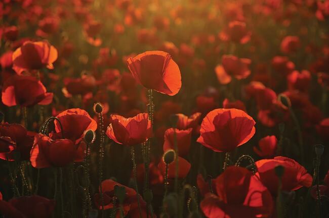 With 100 years up, Legacy's work goes on