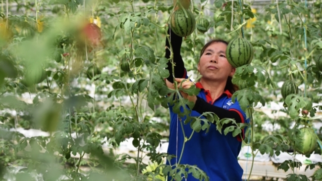 China ups financial support for agriculture, rural areas