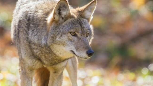 Conservation officer advises the public to stay away from Stanley Park following another coyote attack