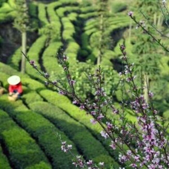 WB Approves Loan to China for Agricultural & Rural Development