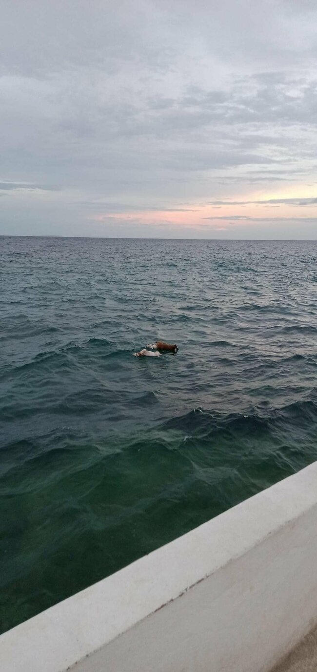 Animal advocate on photo of dogs found dead in Dalaguete: ‘ A very distressing image'