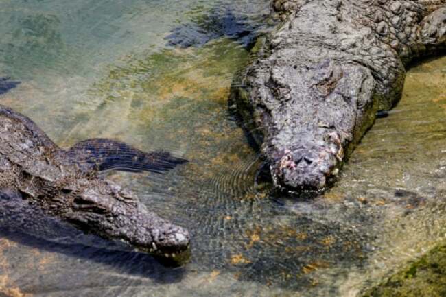 Remains of missing Australian man found in crocodiles
