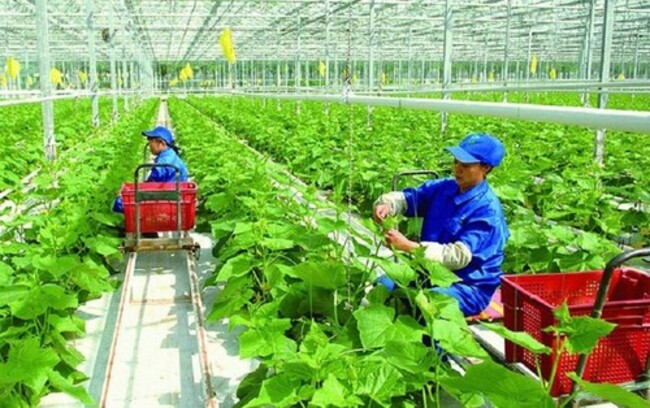 Vietnam strives to achieve net zero emissions from agriculture by 2050