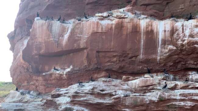 A wing and a prayer: More great cormorants nesting on P.E.I.