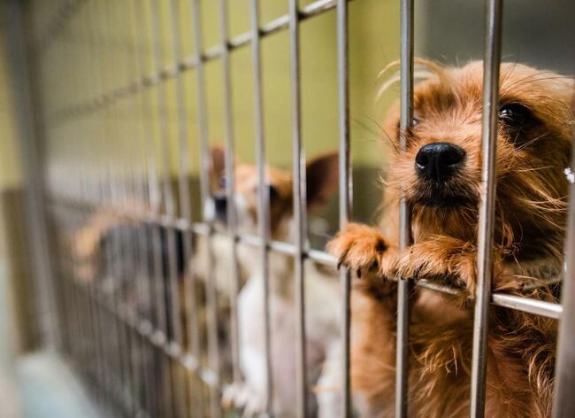 $5 pet adoptions offered through Riverside County Animal Services