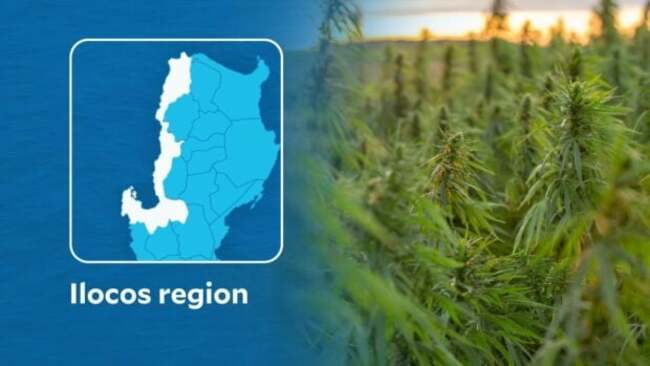Over P9 million worth of marijuana seized, destroyed in Ilocos region