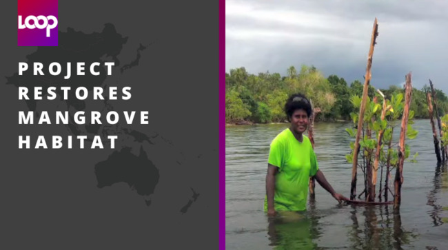 Project restores mangrove habitat