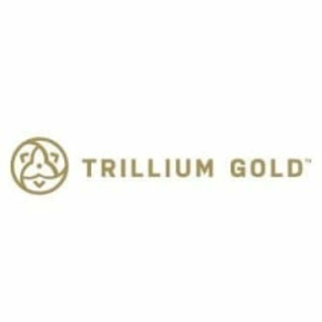 Trillium Gold Mines (CVE:TGM) Shares Down 16%