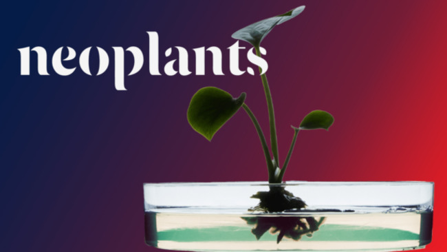 The Future of Houseplants: Neoplants' Air-Cleaning Abilities