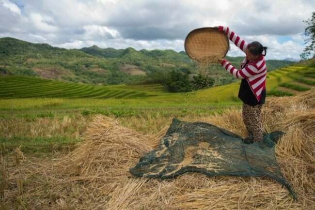 Philippines' farm, fishery output up 2.1% in Q1
