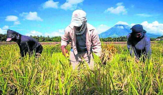 Philippine farm output rose in Q1 after last year's dip