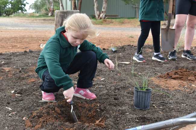 School's bush tucker garden