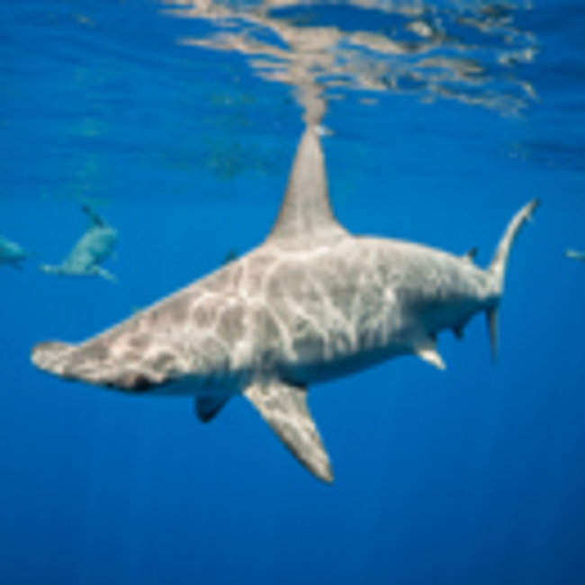 Hammerhead sharks hold their breath on deep water hunts to stay warm