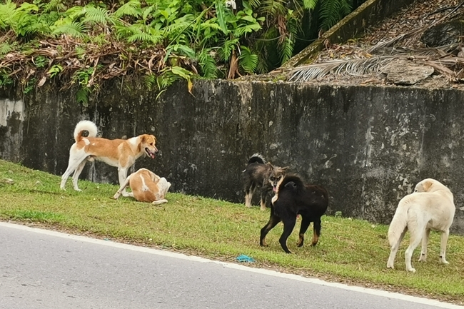 SSPCA: Mass culling last resort for complacent pet owners
